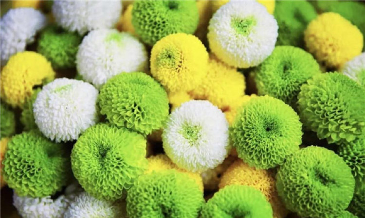 一團球菊，一捧秋意