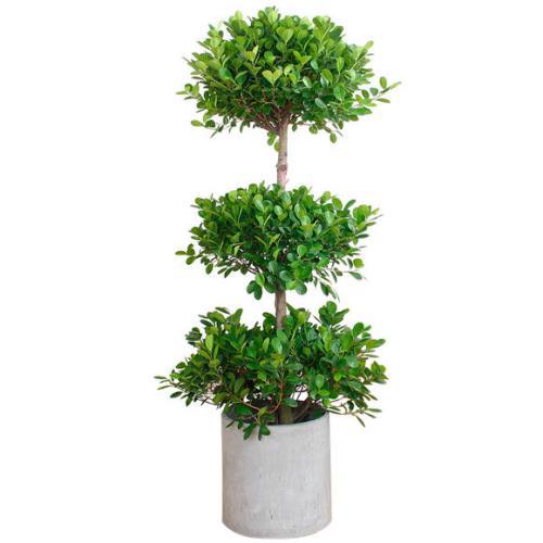綠植缺肥有什么表現呢？