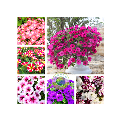 牽?；?></div>
          <div   id=