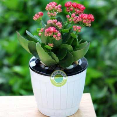 長(cháng)壽花