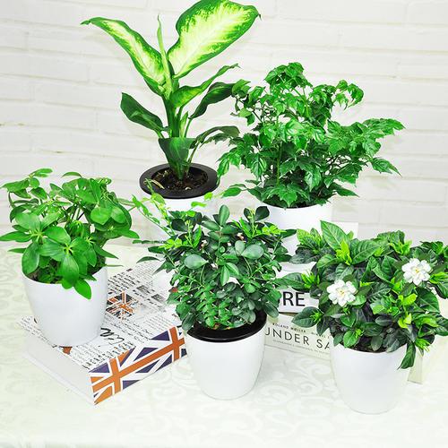 綠植生長(cháng)過(guò)程中會(huì )出現什么問(wèn)題？