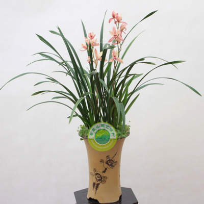 蘭花