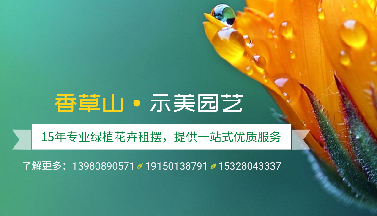 香草山園藝：一千種多肉，一千種乖萌