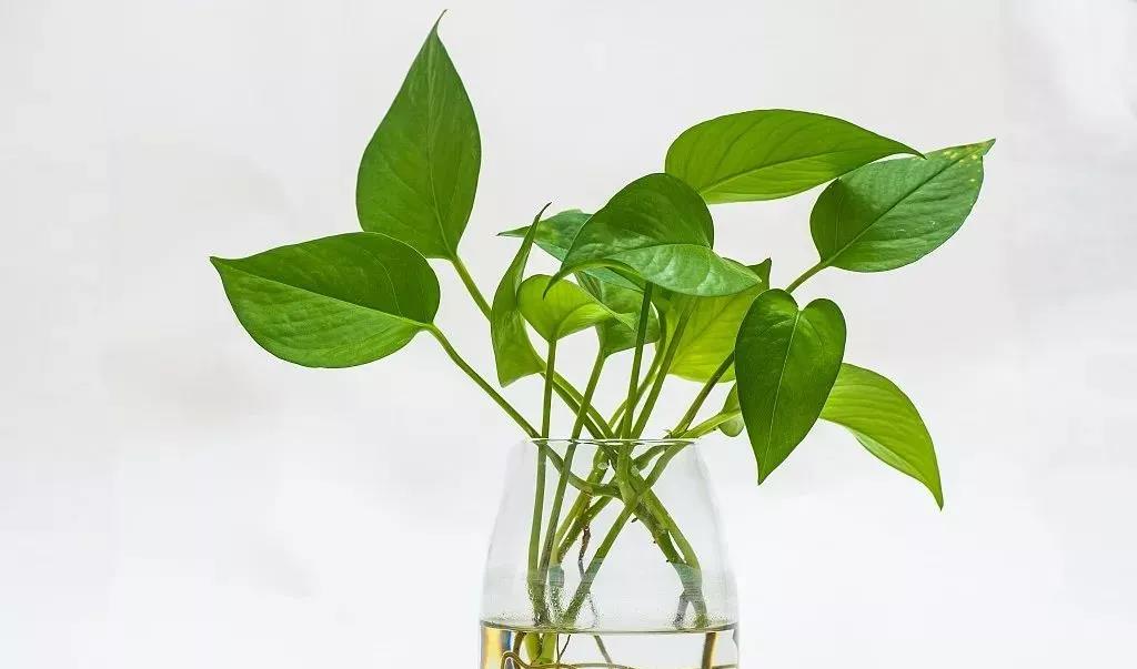 香草山綠植課堂丨是什么讓綠蘿變枯萎？解析綠蘿種植常見(jiàn)誤區