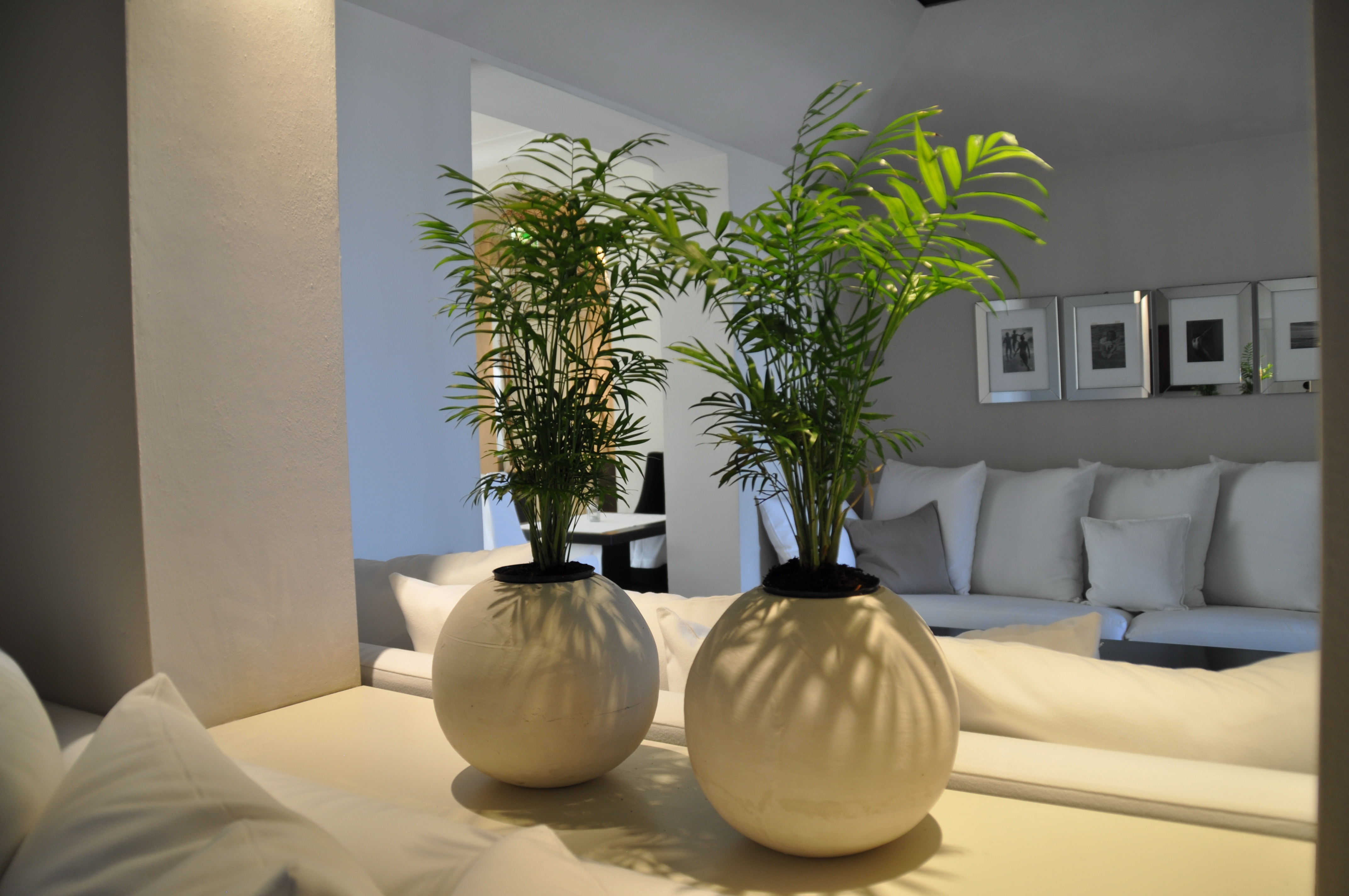 香草山園藝：愿你努力向上，終會(huì )無(wú)人能替，光芒萬(wàn)丈