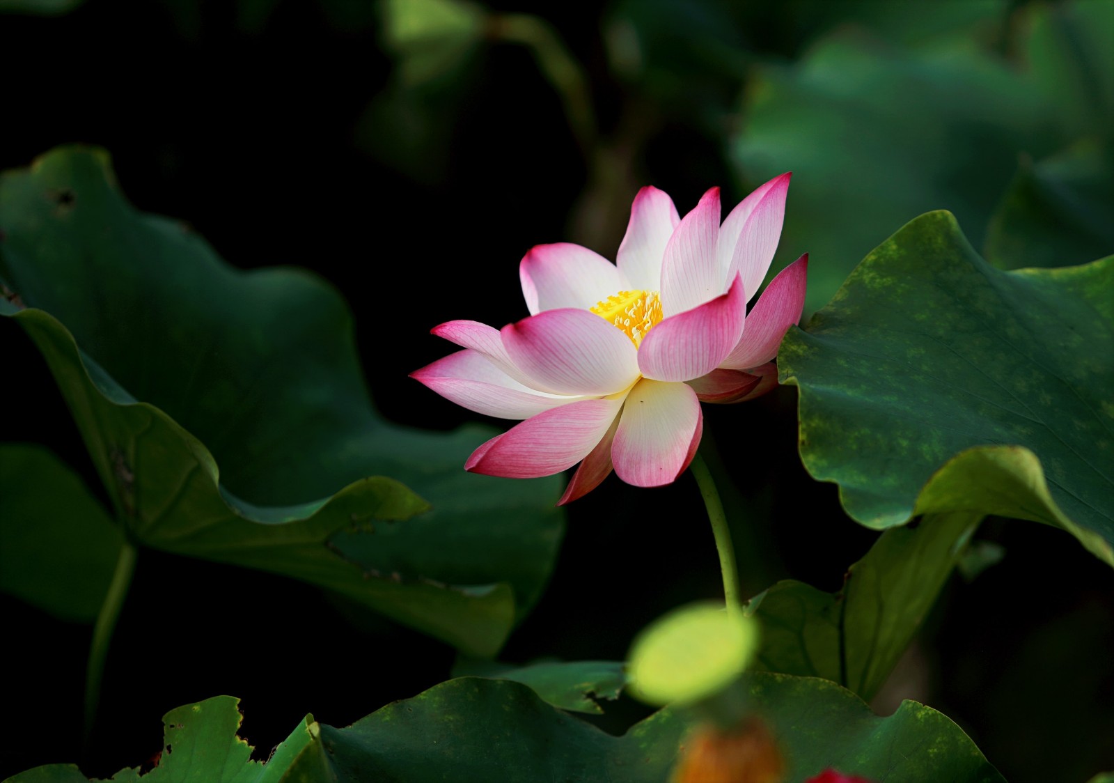 香草山丨室內花卉綠植租擺價(jià)格？成都香草山園藝為您提供解決方案